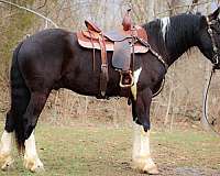 draft-friesian-horse