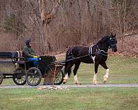 athletic-friesian-horse