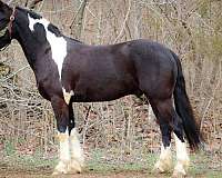 trail-friesian-horse