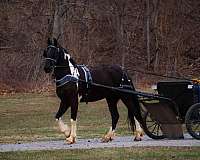 beginner-friesian-horse