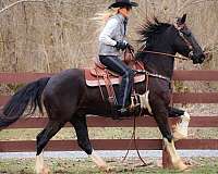 experienced-friesian-horse