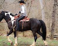 ranch-versatility-friesian-horse