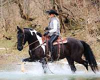 ranch-work-friesian-horse