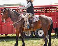 all-around-draft-horse