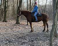 all-around-draft-horse