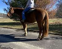 beginner-draft-horse