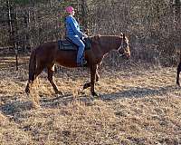 breeding-draft-horse