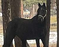 black-hind-coronet-horse