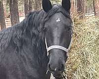 fancy-andalusian-horse