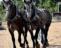 athletic-percheron-horse