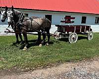 dappled-percheron-horse