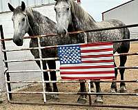 draft-percheron-horse