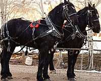 draft-percheron-horse