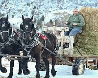 driving-percheron-horse