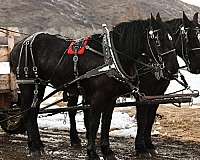 harness-percheron-horse