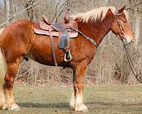 all-around-belgian-horse