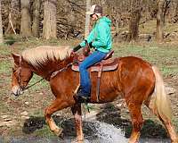 cross-belgian-horse