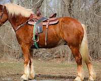 driving-belgian-horse