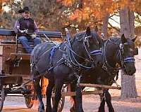 draft-percheron-horse