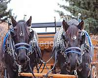 driving-percheron-horse