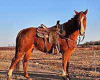 beginner-tennessee-walking-horse