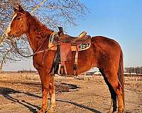 all-around-tennessee-walking-horse