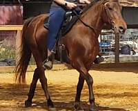 flaxen-mane-rocky-mountain-horse