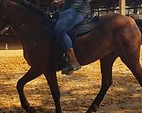 gaited-rocky-mountain-horse