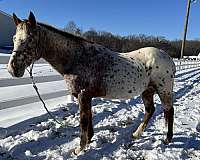 appaloosa-mare