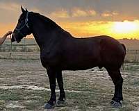 black-draft-harness-horse