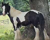 piebald-draft-flashy-horse