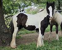 draft-flashy-gypsy-vanner-horse