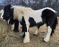 piebald-gypsy-vanner-gelding