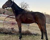 right-hind-coronet