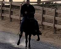 and-easy-to-handle-standardbred-horse