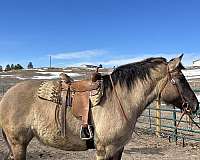 black-grulla-performance-horse