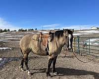 black-grulla-draft-horse