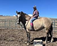 black-grulla-draft-mare