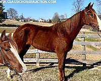 excitable-tennessee-walking-horse