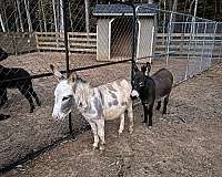 donkey-for-sale