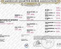 athletic-quarter-horse