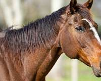 brown-trai-horse