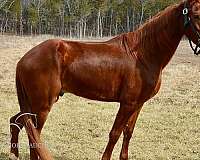 all-tennessee-walking-horse