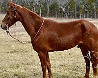 all-around-tennessee-walking-horse