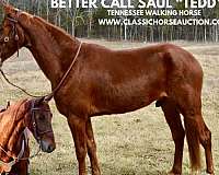 amazing-tennessee-walking-horse