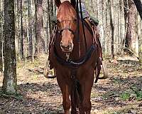ridden-western-trail-riding-quarter-horse
