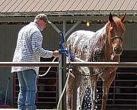 sorrel-quarter-horse-gelding