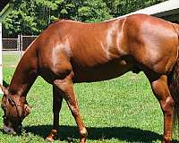 ridden-western-trail-riding-gelding