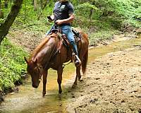 sorrel-aqha-gelding