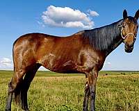 companion-halter-appendix-horse